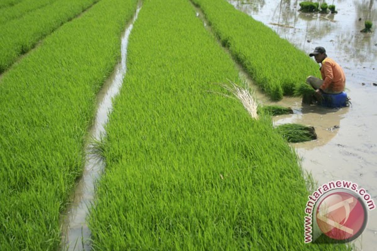 Faktor penentu keberhasilan pengembangan padi hibrida di tanah air