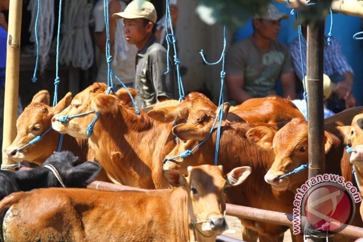 Kementan siap kirim ternak NTT ke Jakarta