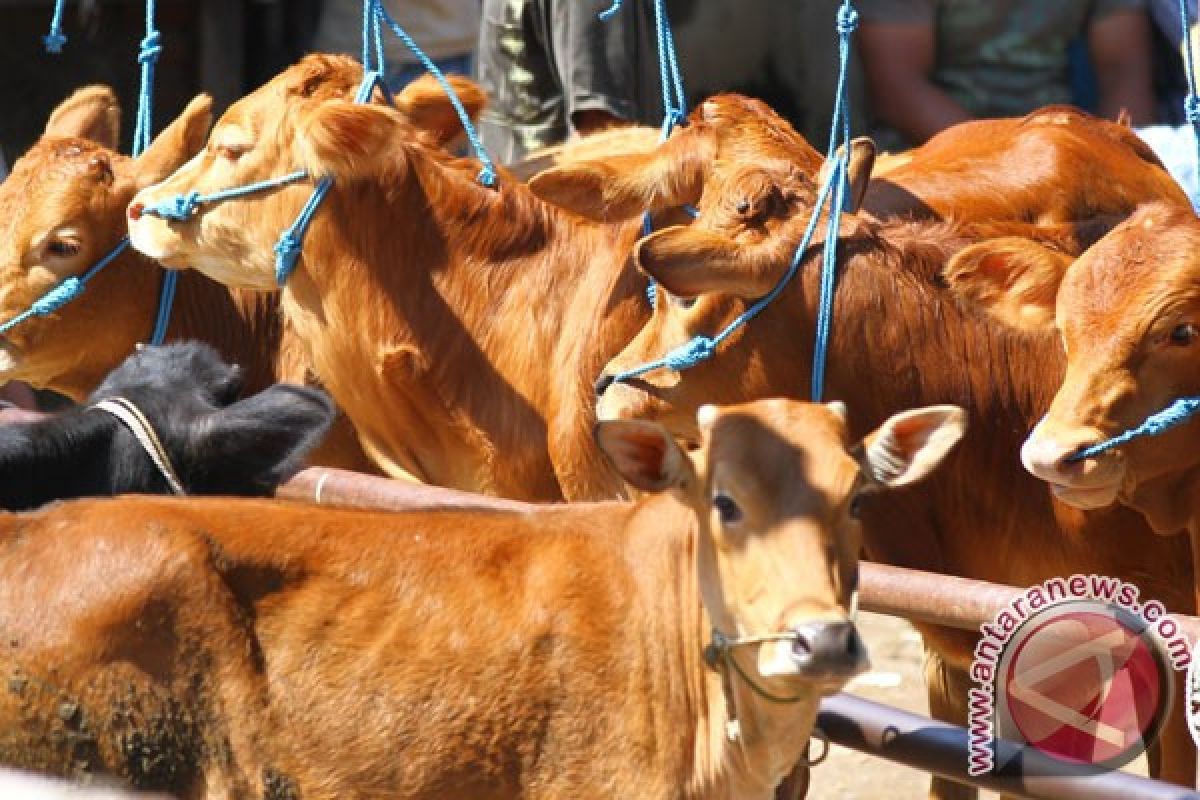 37,000 cows shipped from West Nusa Tenggara