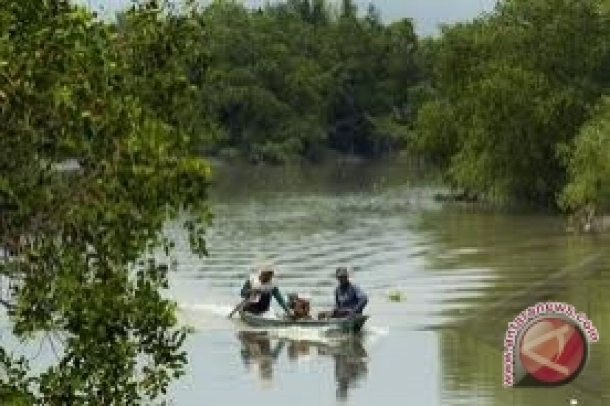 LSM Sampan: Penanaman Mangrove Cegah Abrasi