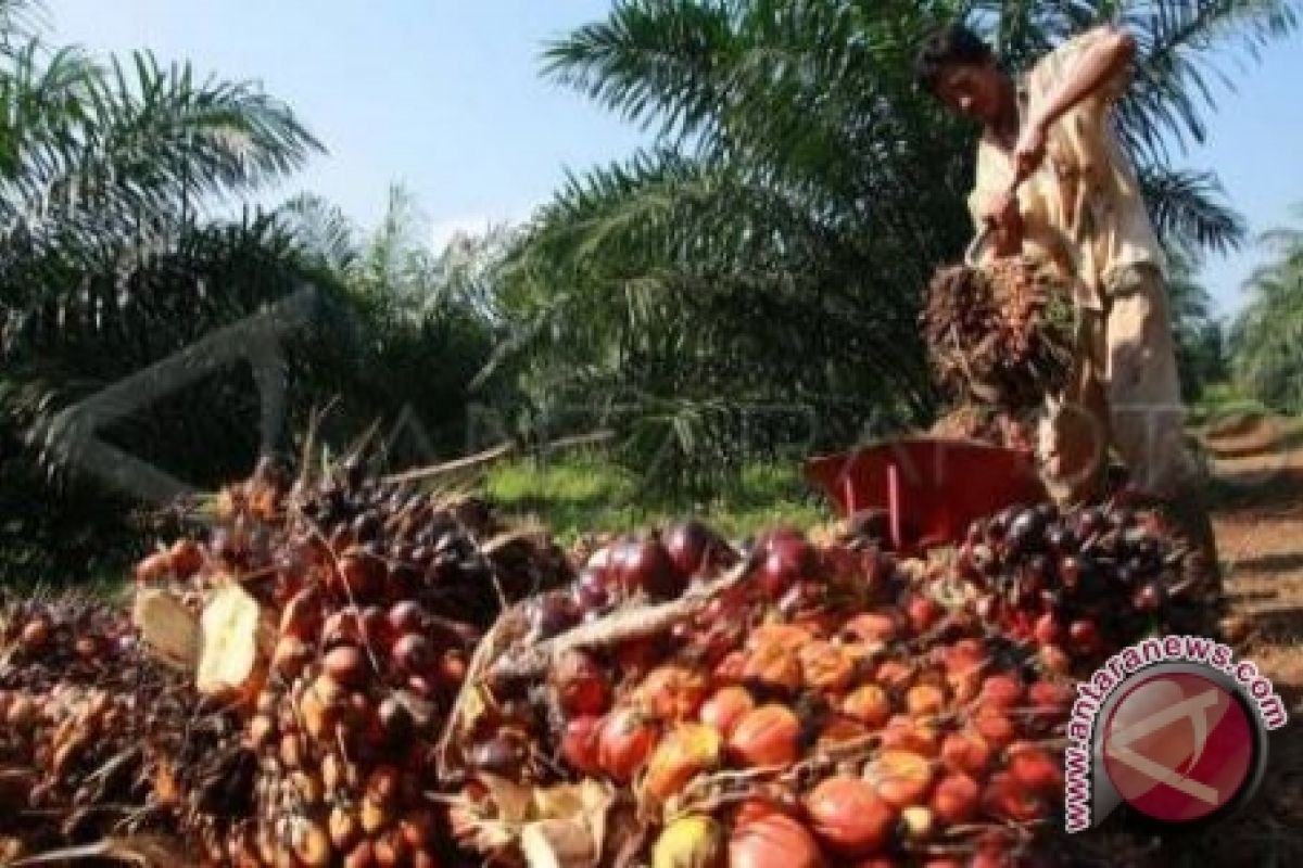 Apkasindo Ingin Bangun Pabrik Kelapa Sawit Saham Petani