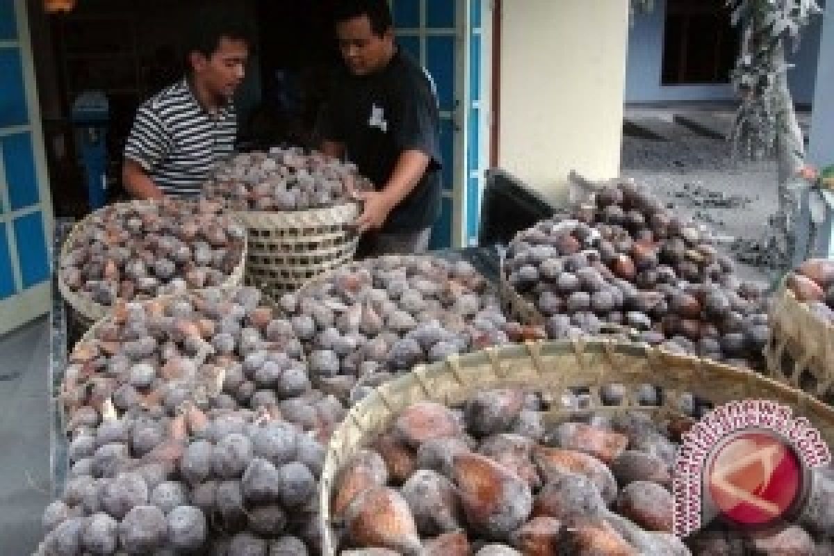 Kebun salak pondoh lereng Merapi butuh regenerasi