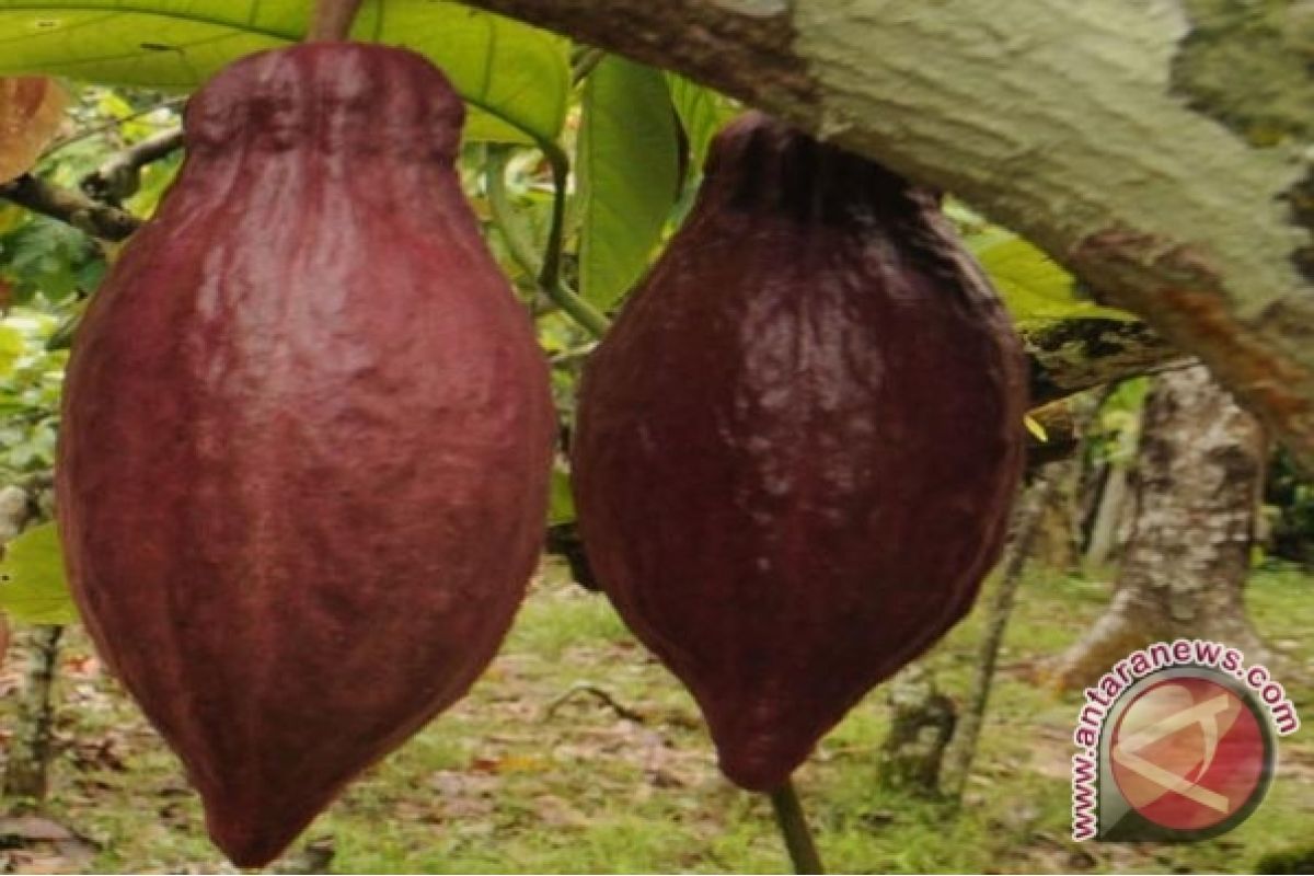 Harga kakao di tingkat petani  membaik