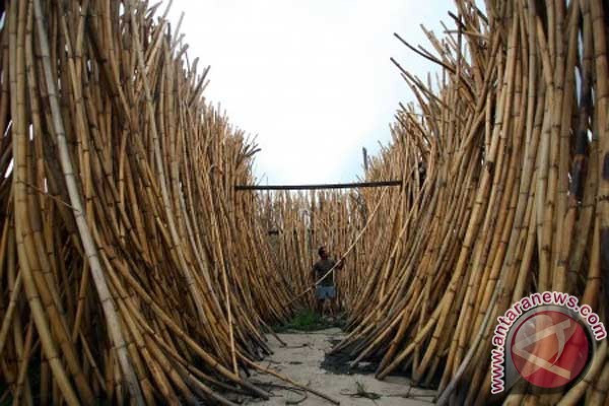 Rattan export ban makes its farmers miserable