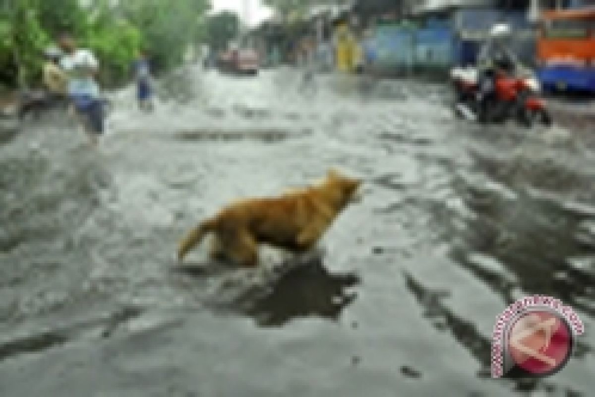 Warga Meninggal Digigit Anjing Gila 