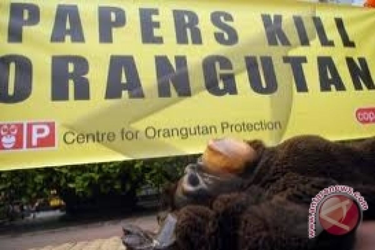 COP: 13 Orangutan Terjebak harus Segera Diselamatkan