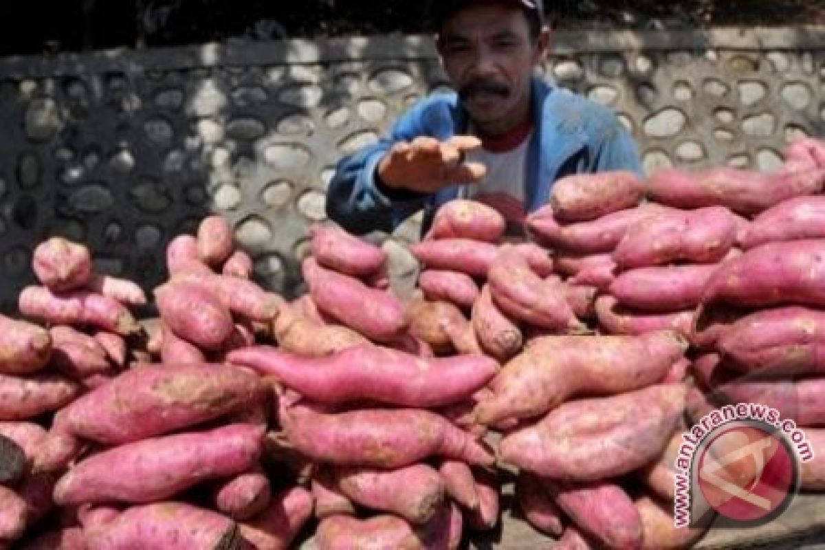 Kalbar Masuk Prioritas Pengembangan Agroindustri Umbi-umbian