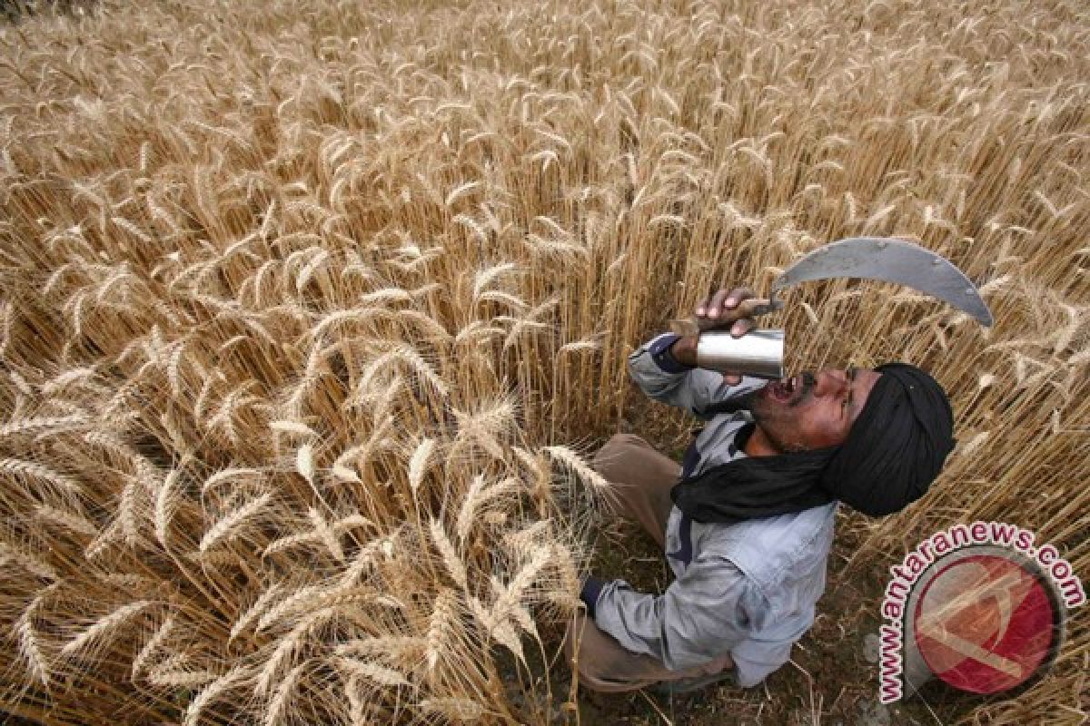 Konsumsi gandum bantu kurangi risiko kematian dini