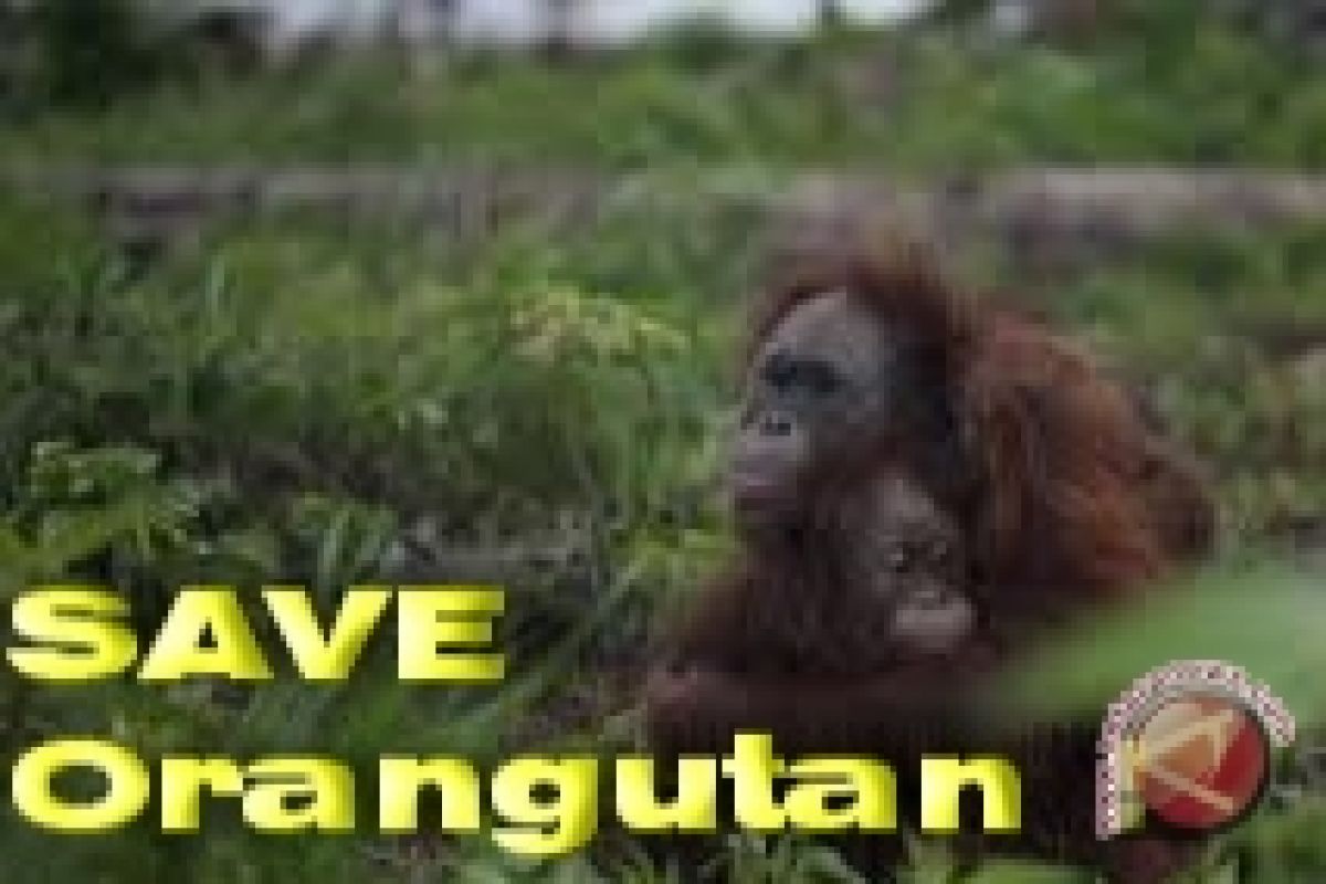 13 Orangutan Terjebak di Kawasan Perkebunan Sawit 