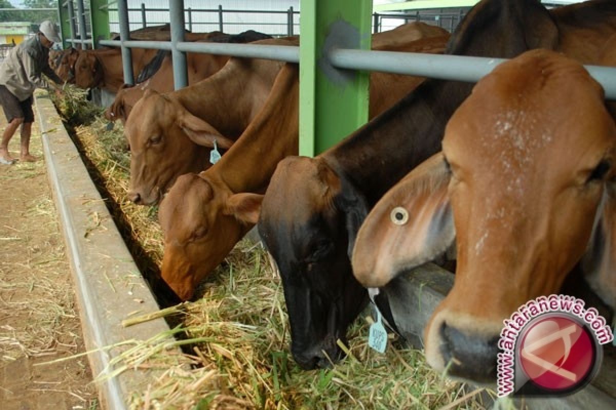 Diskepenak Kulon Progo kembangkan pembibitan ternak rakyat 