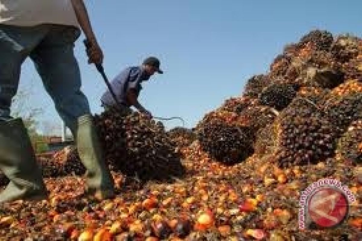 Pelaku Usaha Sawit Didorong Buka Pasar Baru