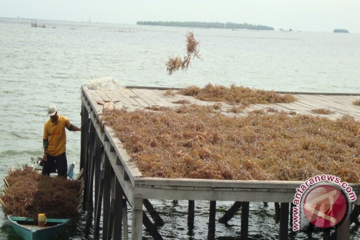 Nelayan di Nunukan Kesulitan Panen Rumput Laut 