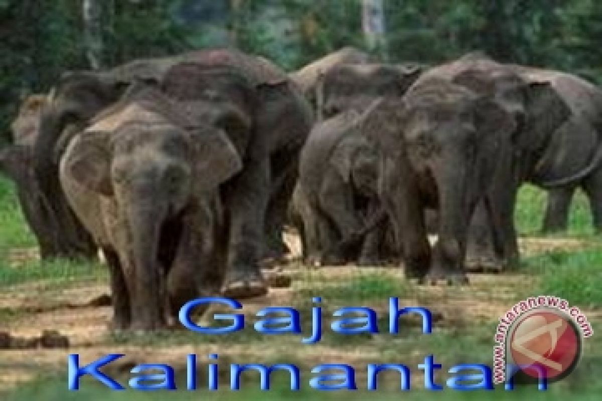 Populasi Gajah Kalimantan Terus Berkurang