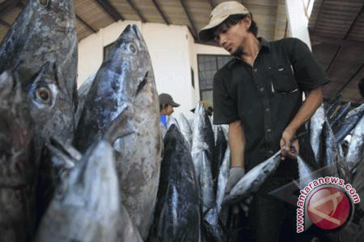 Pengusaha Jepang tertarik budidayakan tuna di Tojo Una una