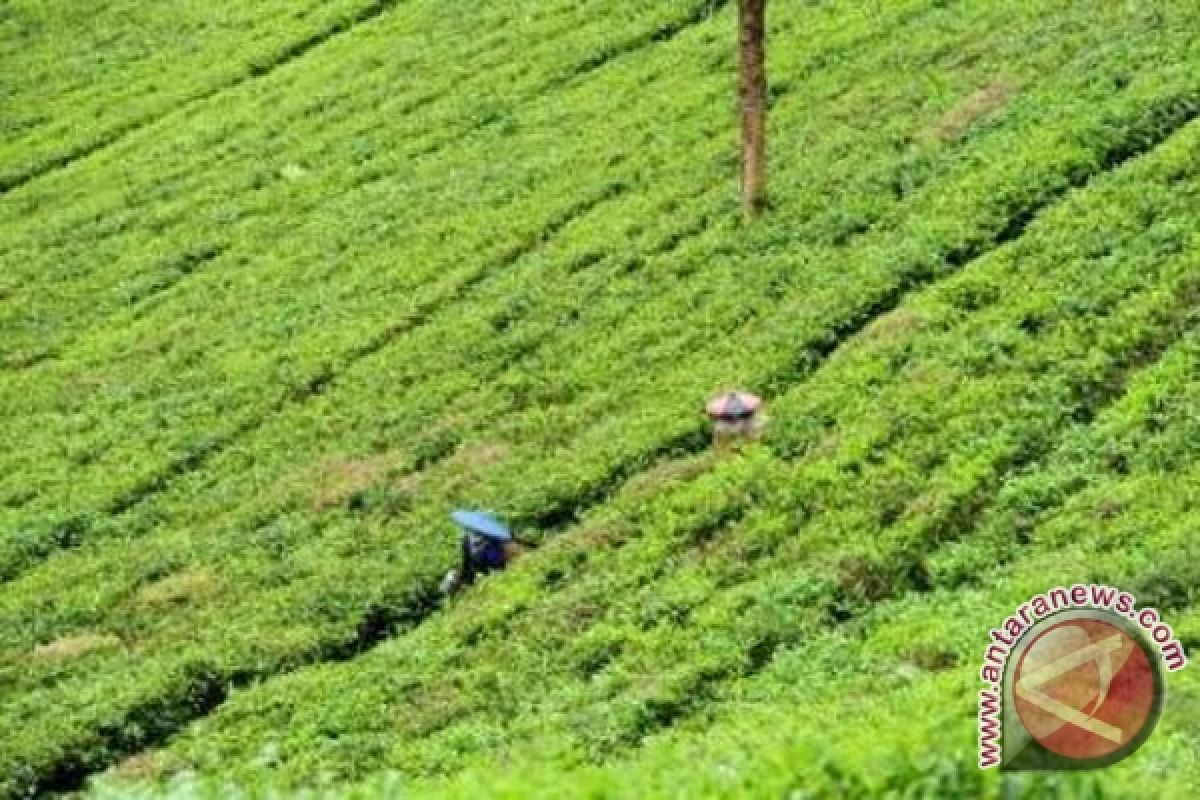 Teh Akan Jadi Minuman Nasional India