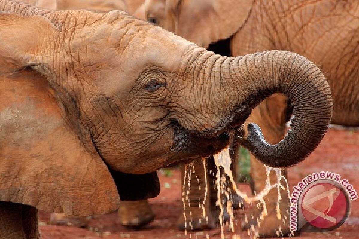 Ada panti asuhan bayi gajah di Tanzania