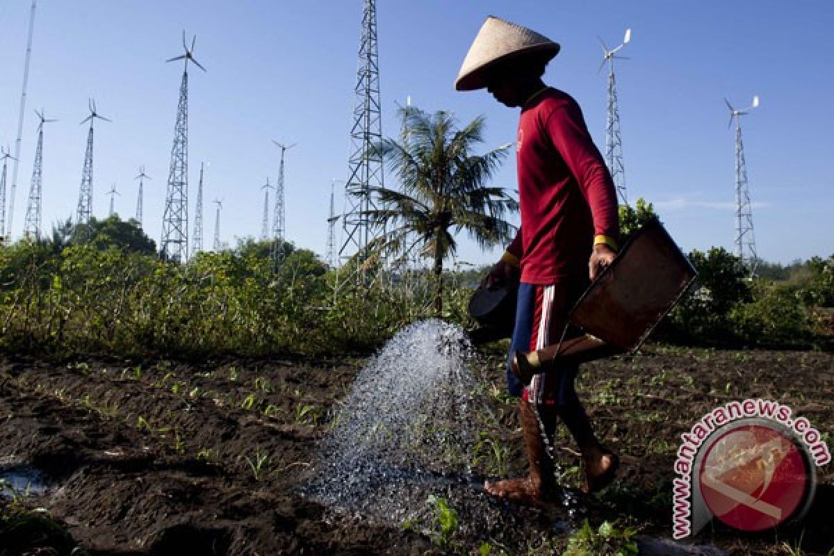 Bantul akan mengembangkan tanaman sorgum 400 hektare 