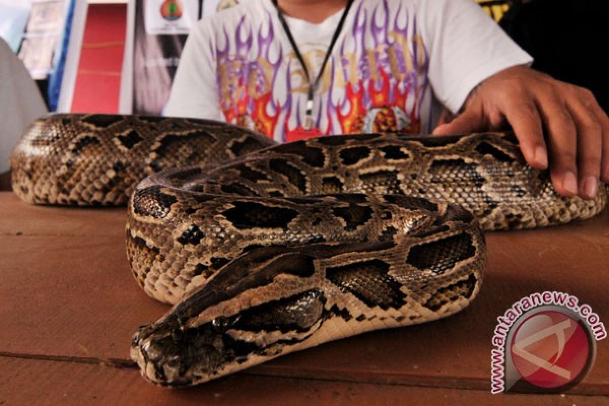 Tiga ular endemik di Sumatra Barat