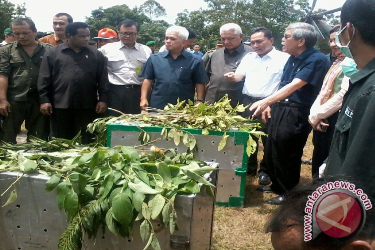 Tiga Menteri Lepas Liarkan Tiga Orangutan  