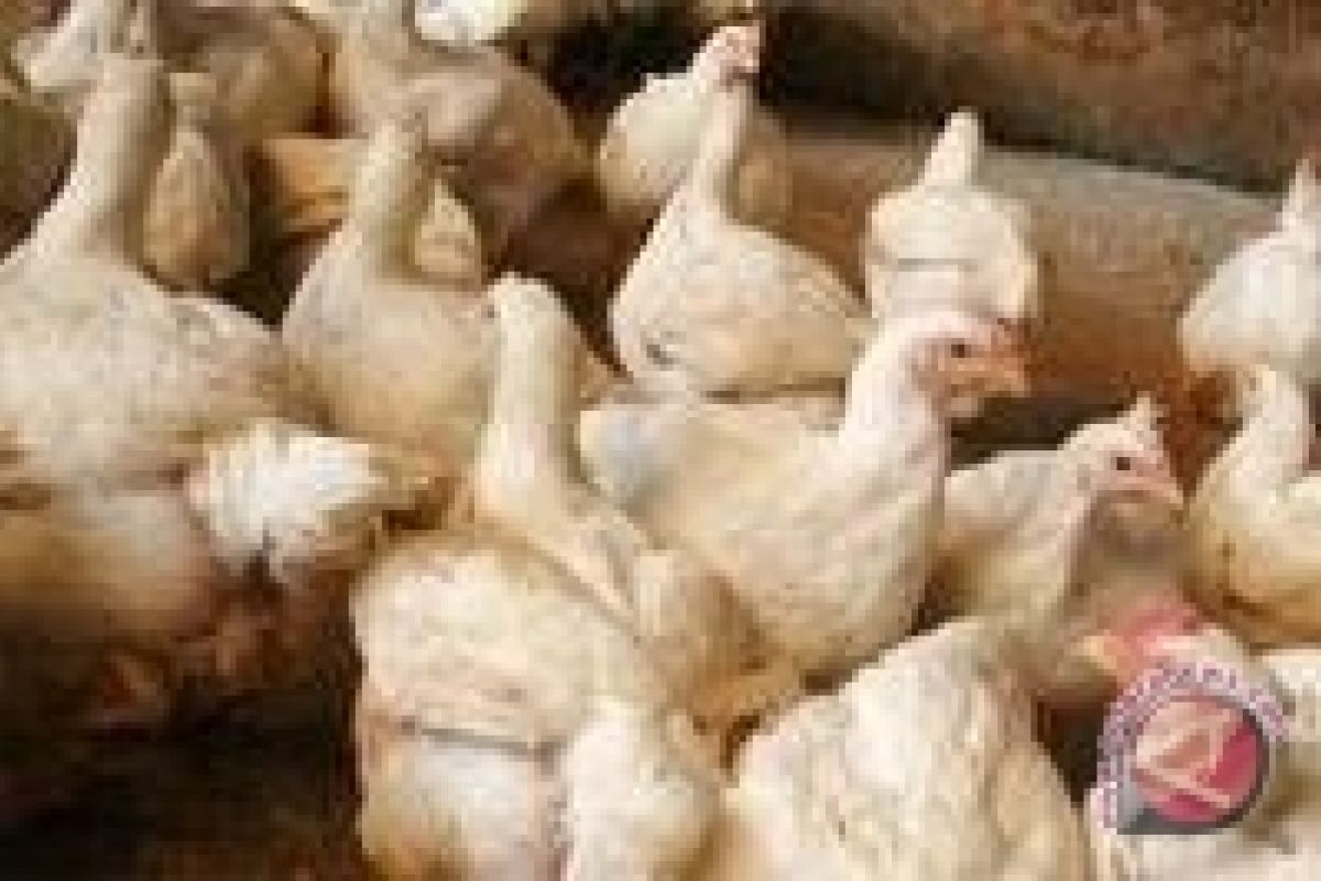 Peternak diimbau waspadai H5N1 jelang musim hujan 