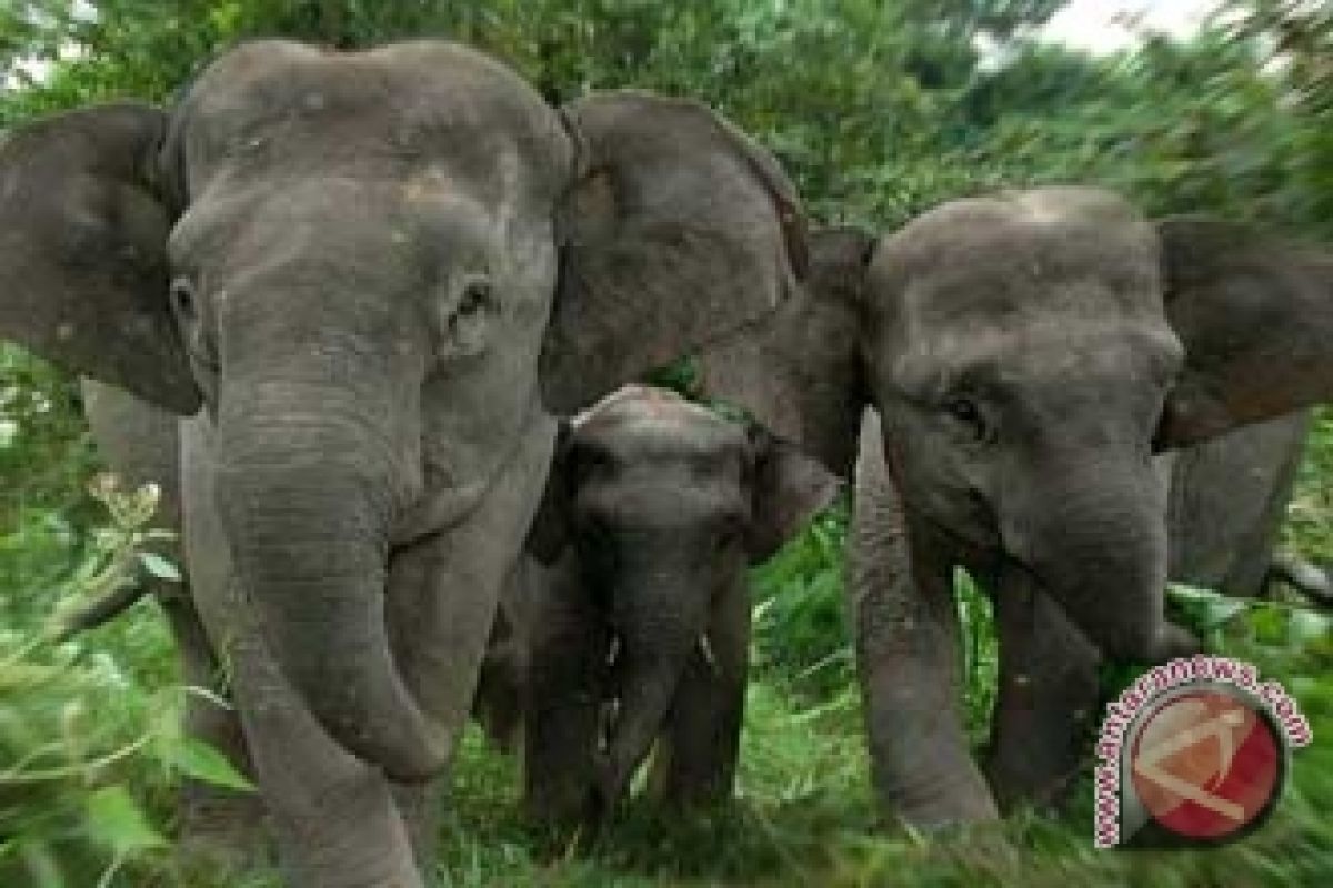 Gajah Sumatera terancam punah akibat penyempitan hutan