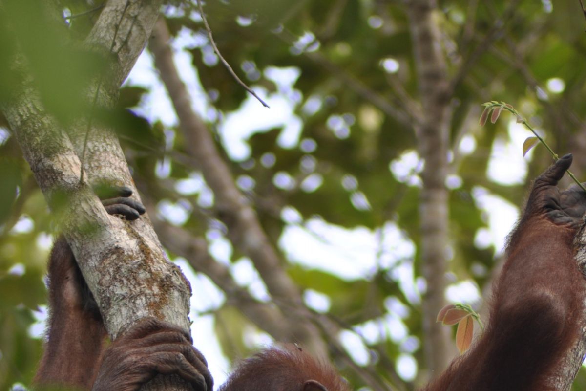BOS Minta Lahan Habitat Orangutan Diperluas