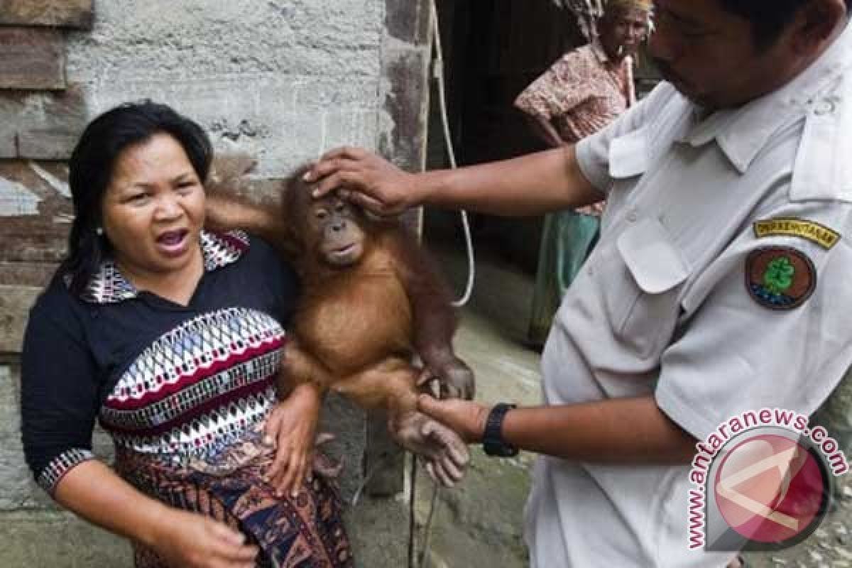 Seekor bayi orangutan diselamatkan di Rawa Tripa 