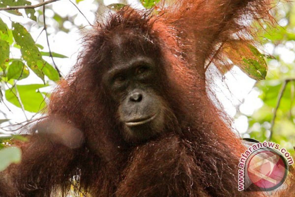 Orangutans continue to face extinction in the wild