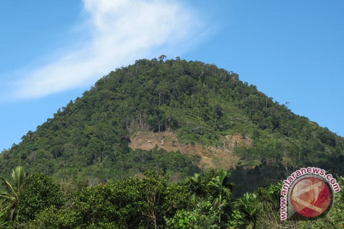 Plt Gubernur tinjau kerusakan kawasan hutan