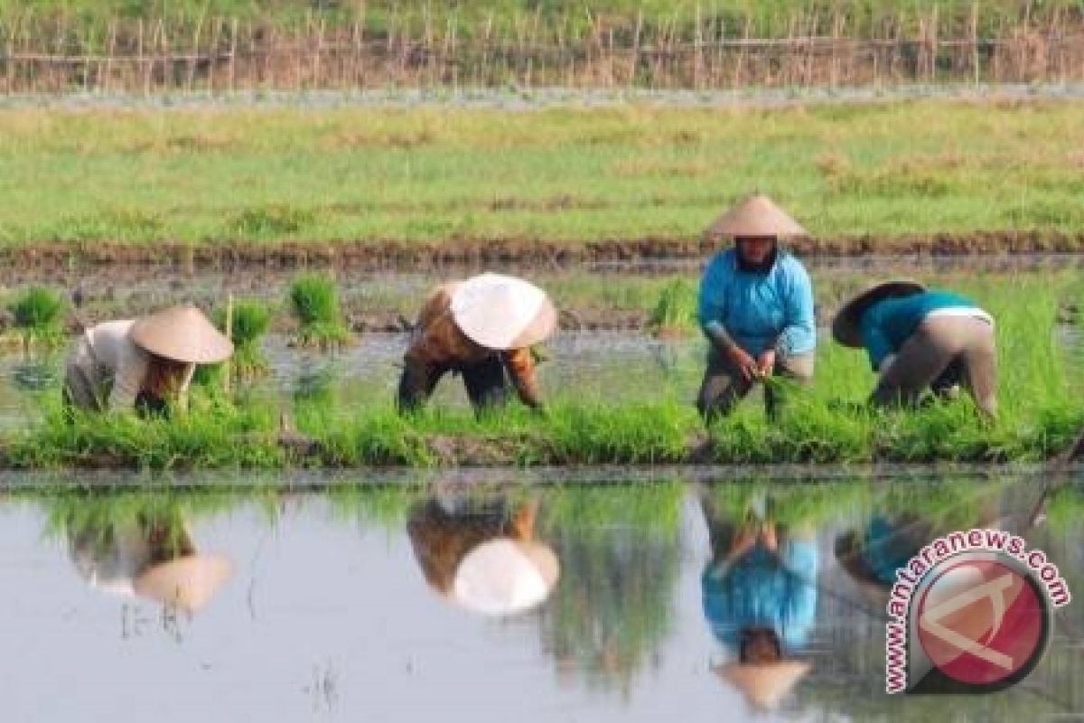 Direktur Bisnis Bulog Panen Padi Perdana  di Sigi