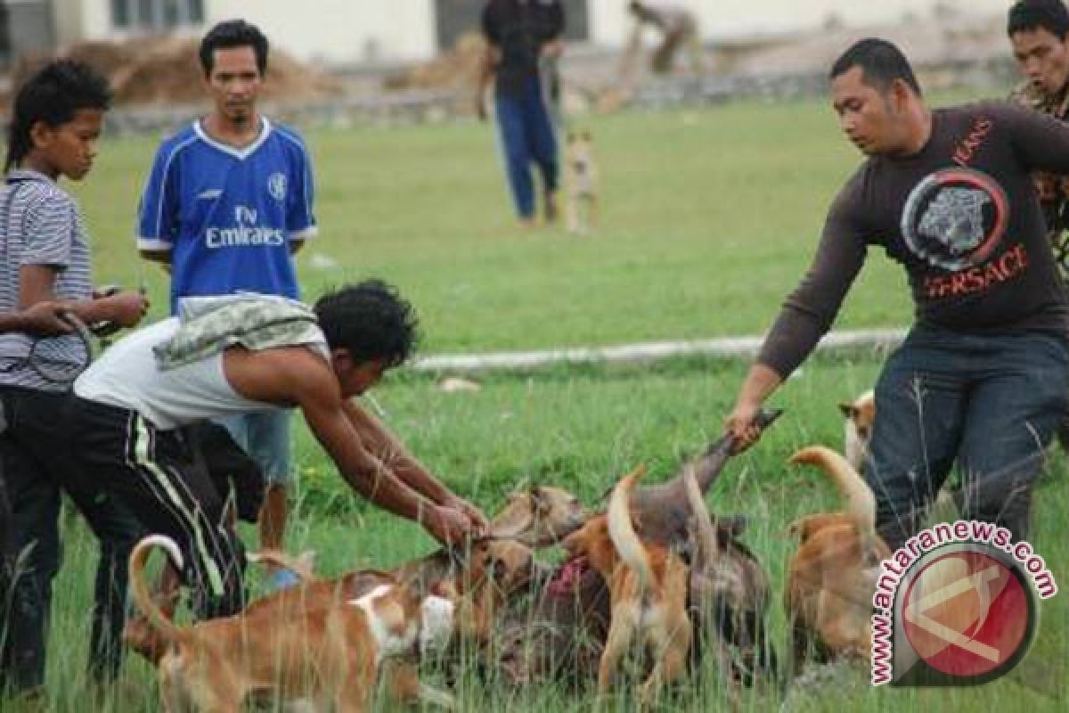 Porbi buru babi yang berkeliaran di permukiman