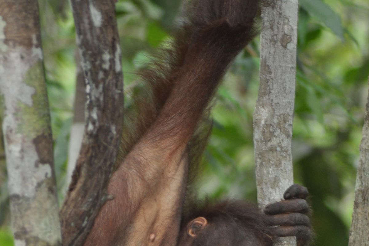 Petugas Catat Sejarah Hidup Tiga Orangutan