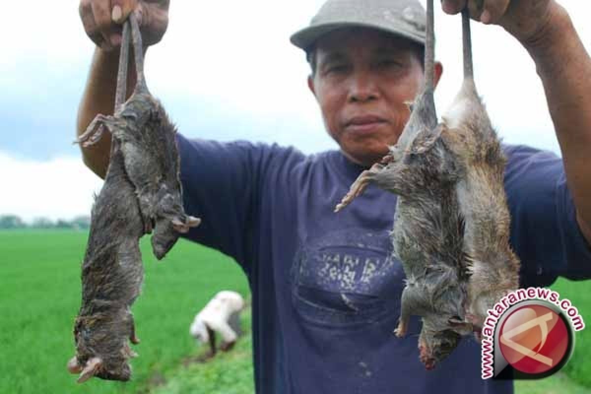 Petani Sedayu pasang perangkap pengendalian hama tikus