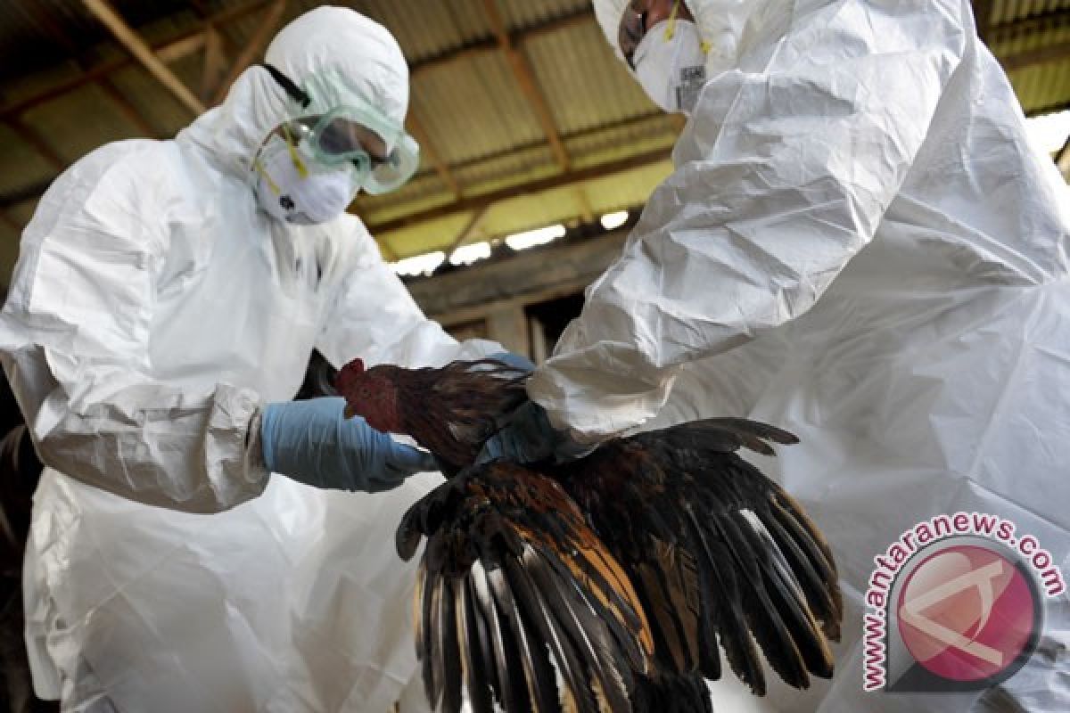 Panja vaksi flu burung butuh masukan lagi