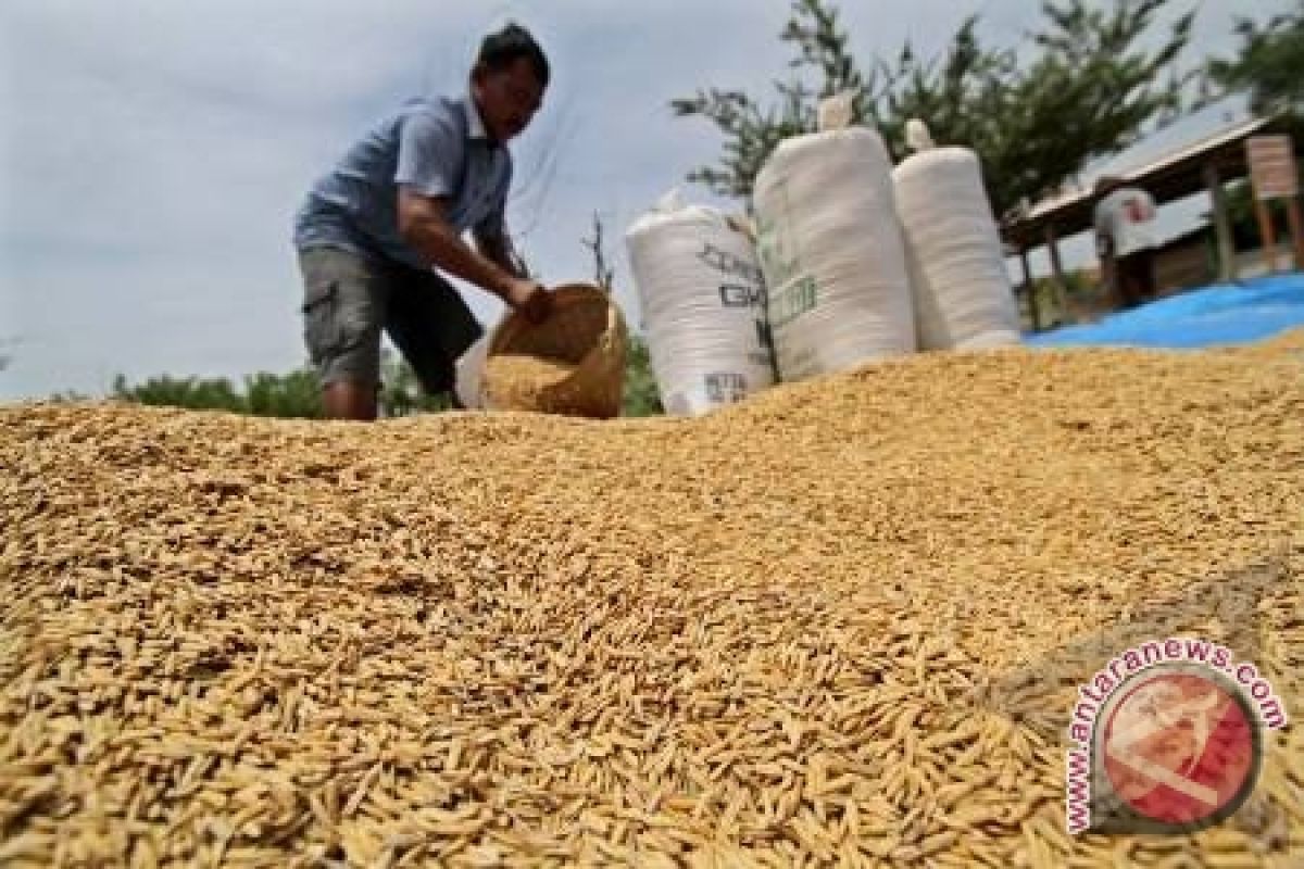 Petani Sulteng Tidak Miliki Lantai Jemur Gabah