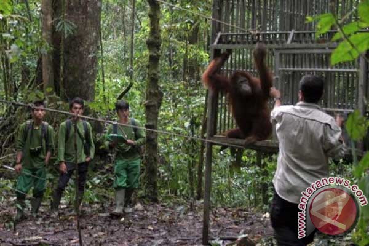 Lima orangutan dilepasliarkan ke Kehje Sewen