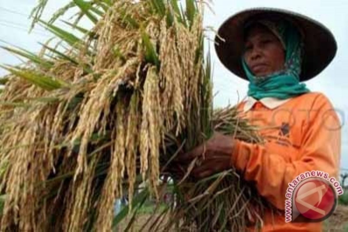 Petani Gunung Kidul panen padi Hybrida Pioner