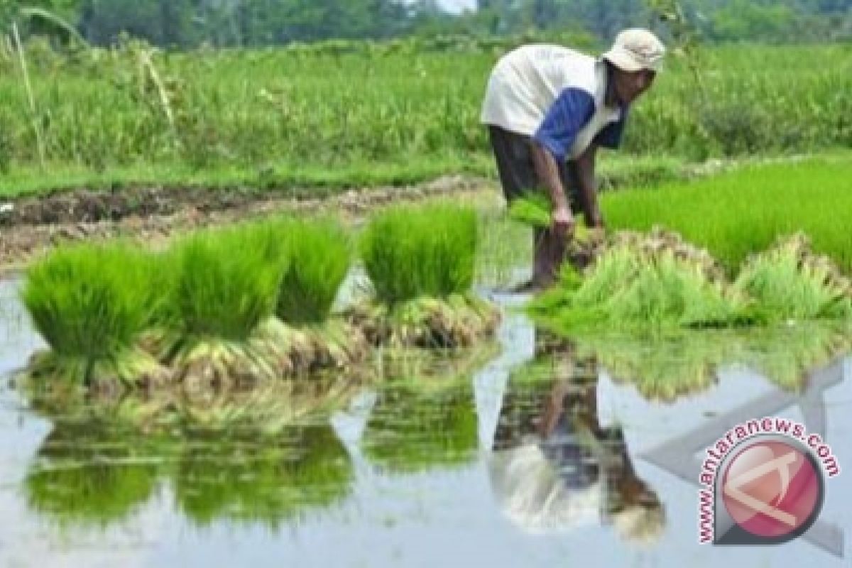 Ribuan hektare sawah Kulon Progo terlambat tanam