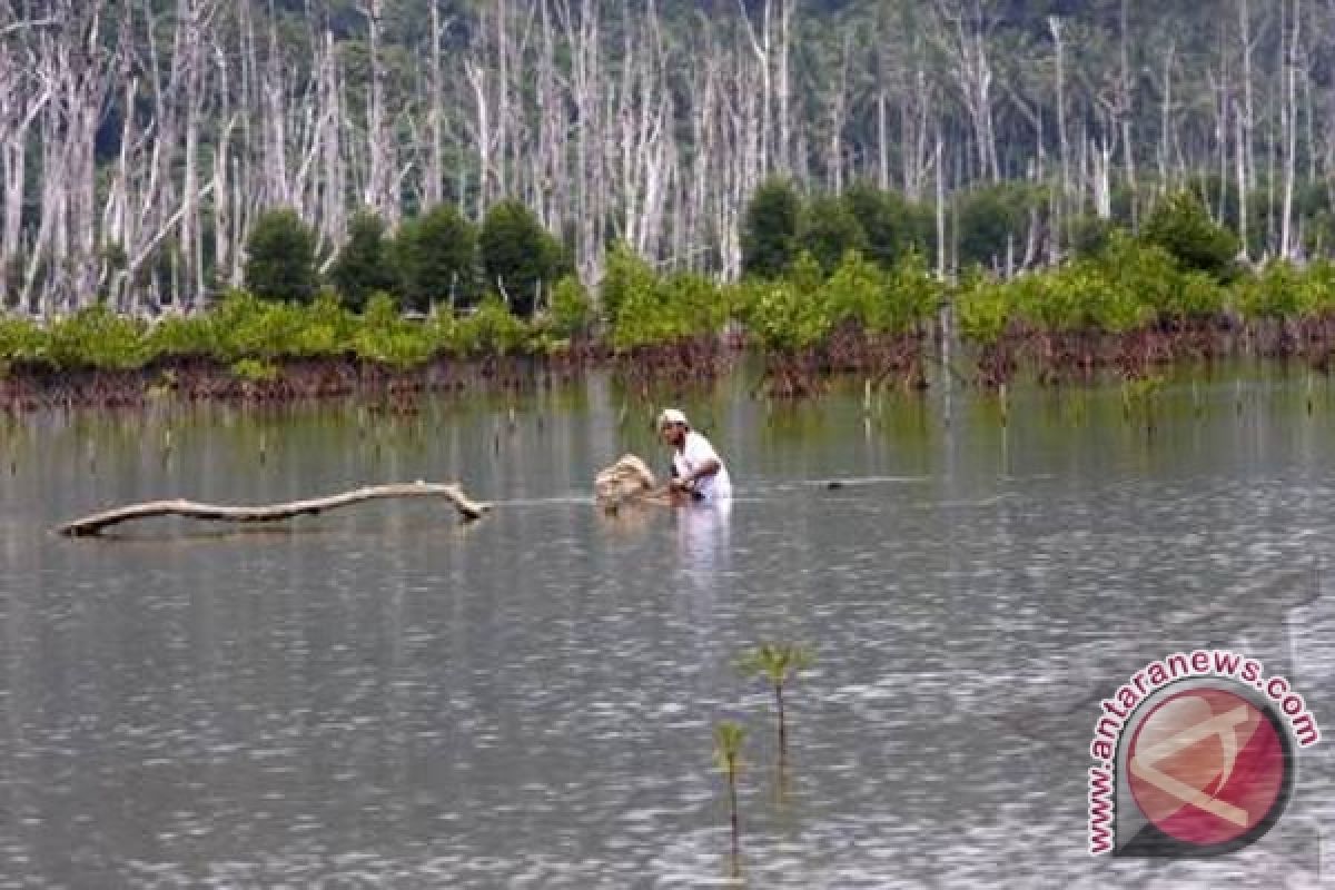 Penajam Miliki 13 Ribu Hektare Hutan Mangrove  