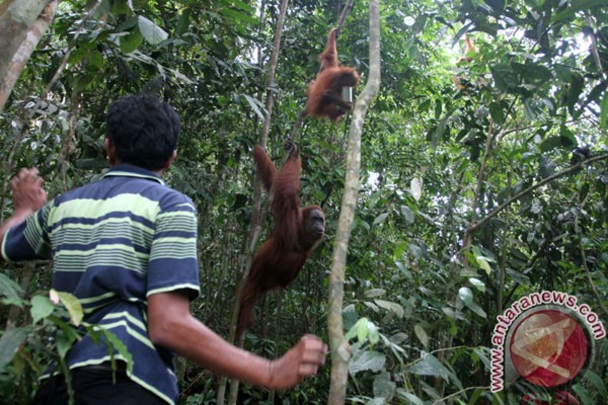 Langkat pelaksana kota hijau pertama di dunia