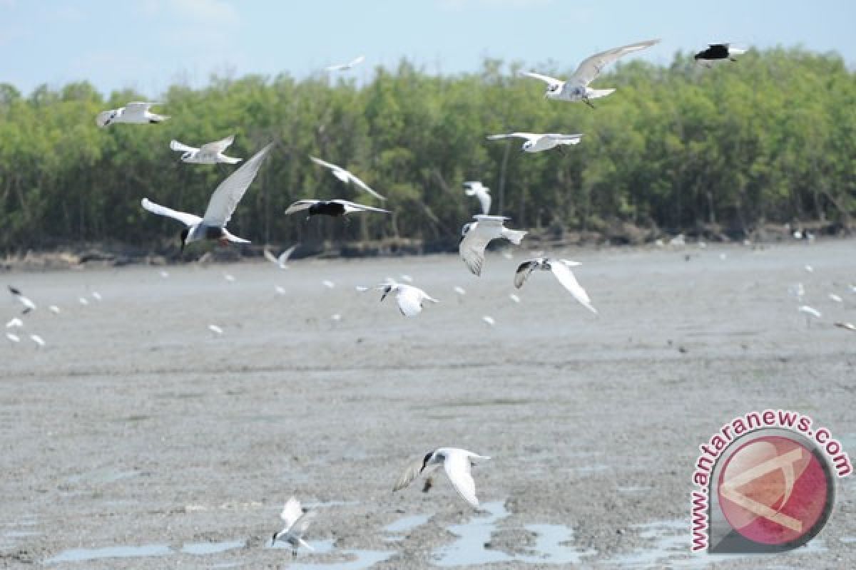 Hutan mangrove Tanjungpinang rusak akibat penimbunan