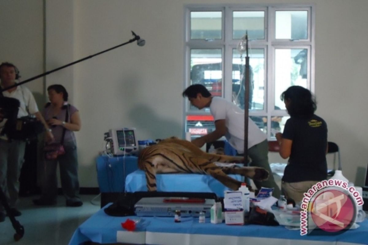 Harimau Sumatra korban jerat jalani operasi keempat