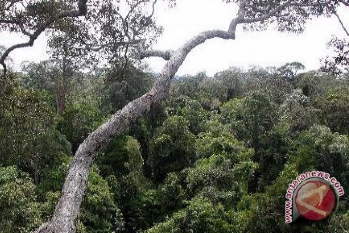 Enam Kabupaten Di Kalbar Miliki Hutan Desa