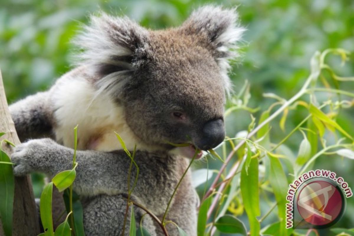 Oldest koala in N. America celebrates - sleepily - her 18th birthday