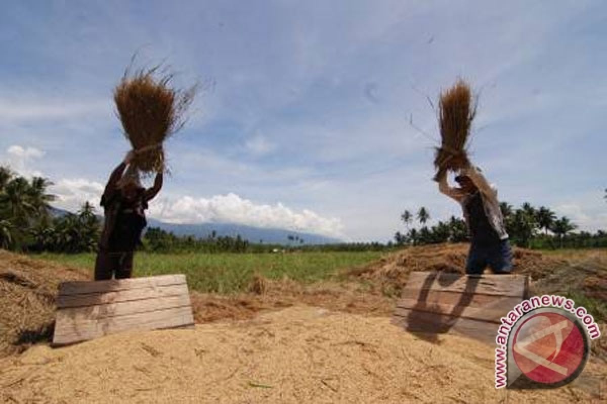 Sekam Padi Jadi Alternatif Bahan Bakar Pabrik Semen