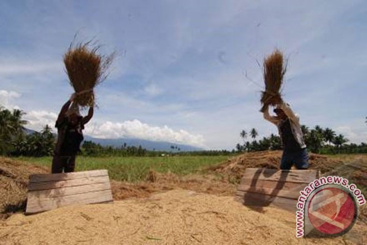 Produksi Padi Meningkat