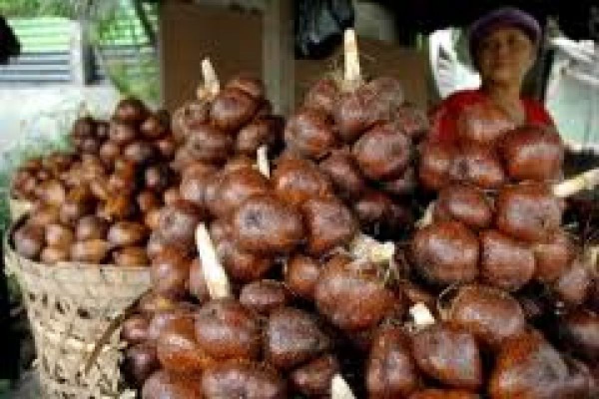 Petani Merapi kembali Panen Salak