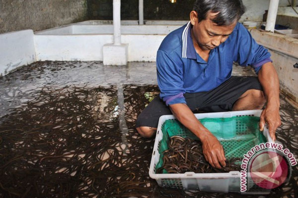 Pasar belut Godean wisata kuliner khas Sleman