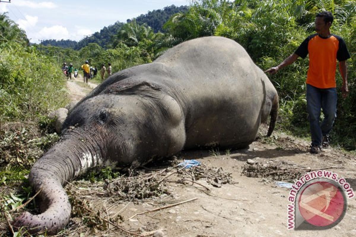Sumatran elephant dies at Riau conservation park