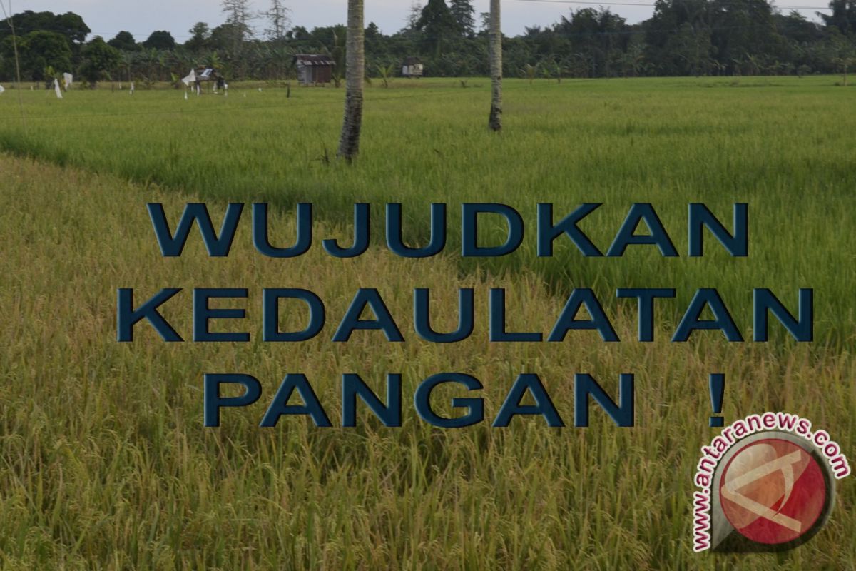 Pakar: Konversi Sawah Ancam Kedaulatan Pangan